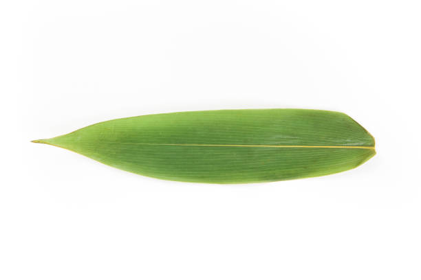 istock a fresh bamboo leaf isolated on white background,rice dumpling ingredient 1318435173