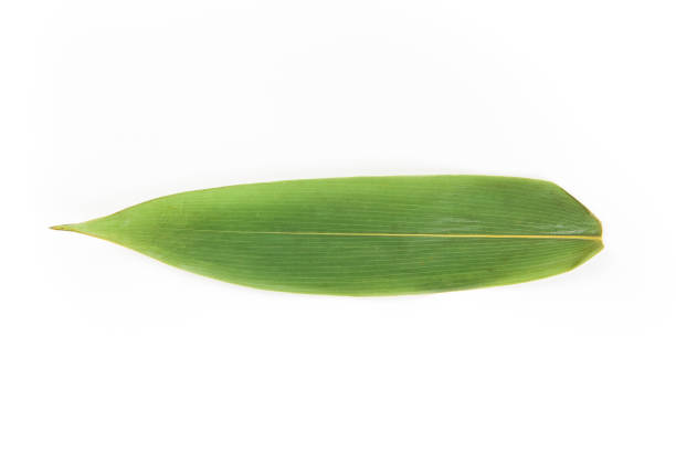 a fresh bamboo leaf isolated on white background,rice dumpling ingredient a fresh reed leaf isolated on white background,rice dumpling ingredient bamboo leaf stock pictures, royalty-free photos & images