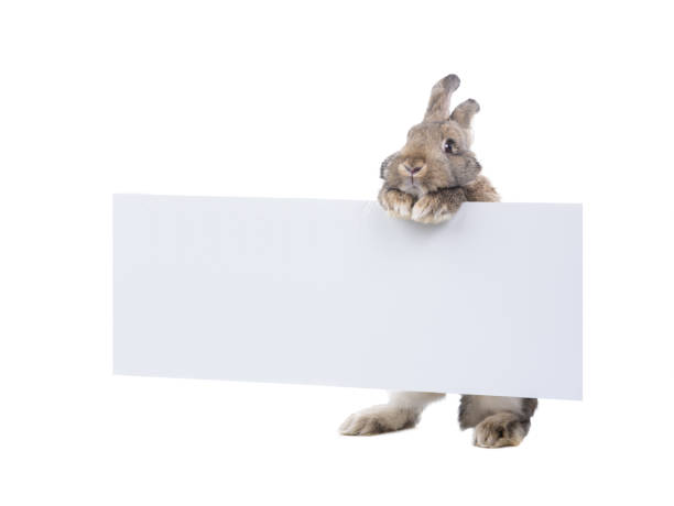 istock brown bunny holding an advertising board for your lettering isolated on white background 1318436610