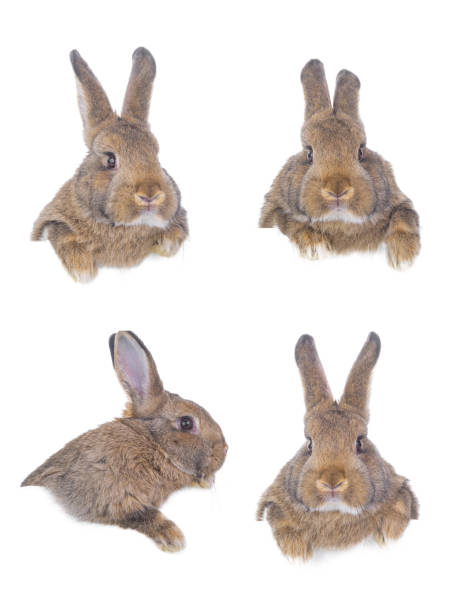 istock collage of brown rabbits isolated on white background for design 1318436640