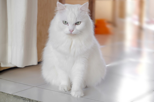Portrait shot of a cute white Persian cat posing to the camera while sitting on the floor.