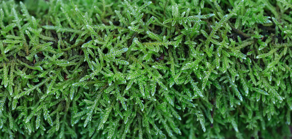 Daytime macro close-up of a patch of moss (Anomodon Viticulosus) growing on a tree in the forest at autumn