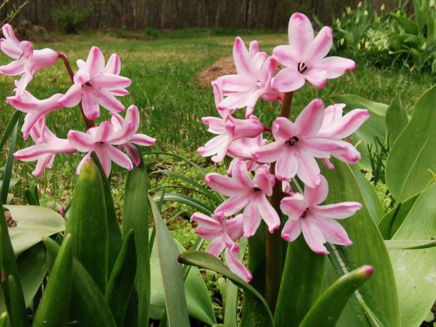 istock Pink hyacinth among green leaves on a sunny spring day 1318439242