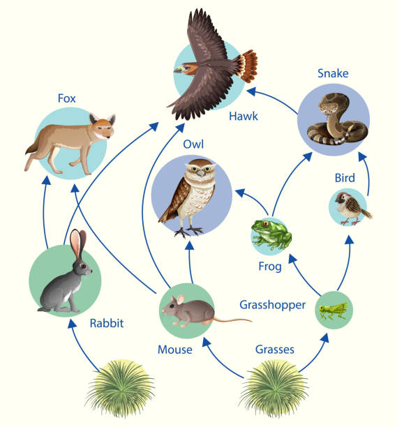 ilustraciones, imágenes clip art, dibujos animados e iconos de stock de cartel educativo de biología para el diagrama de cadenas alimentarias - supervivencia