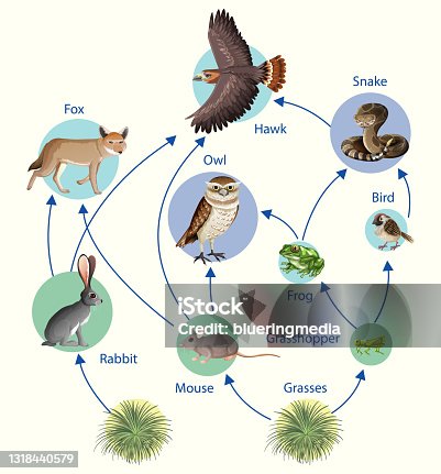 Animal Food Chain For Kids Biology Diagrams