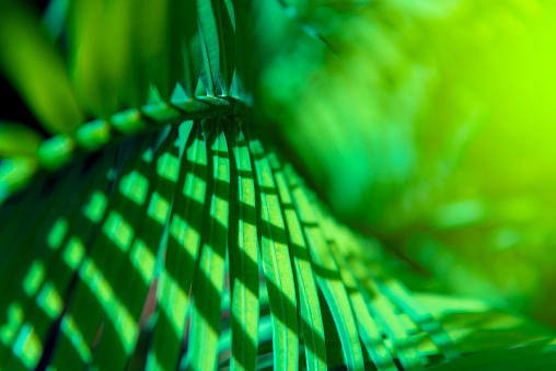 Abstract Beautiful tropical green foliage focuses only on the leaf edges and dumb curves.