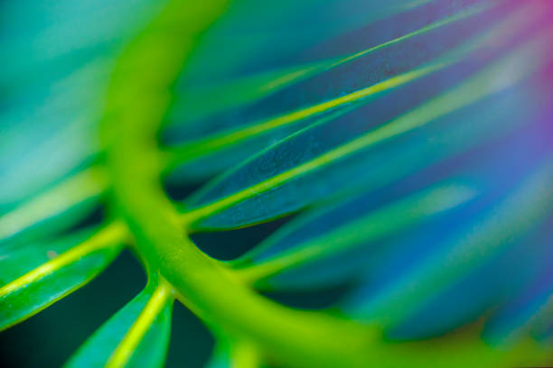 Abstract Beautiful tropical green foliage focuses only on the leaf edges and dumb curves. Abstract Beautiful tropical green foliage focuses only on the leaf edges and dumb curves. macro stock pictures, royalty-free photos & images