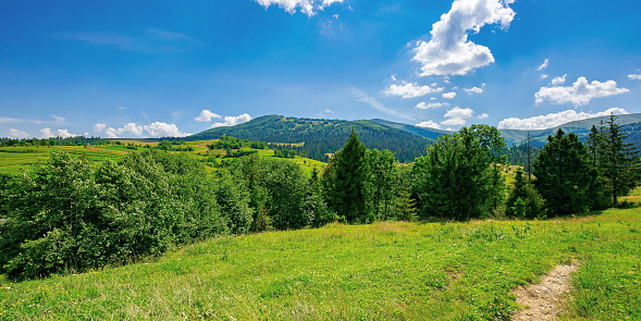 countryside summer landscape on a sunny day. grassy fields and forested hills at the foot of mountain ridge beneath a blue sky with fluffy clouds