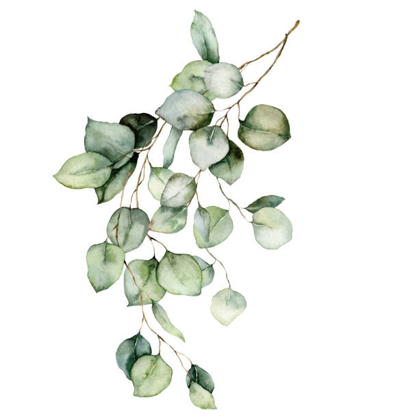 illustrations, cliparts, dessins animés et icônes de carte aquarelle de branches d’eucalyptus, graines et feuilles. bouquet d’eucalyptus argenté peint à la main d’argent d’isolement sur le fond blanc. illustration florale pour la conception, l’impression, le tissu ou le fond. - arbre de jade