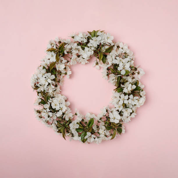 Wreath with blooming cherry leaves and green leaves on a pink background. Minimal creative concept of happy spring holidays. Wreath with blooming cherry leaves and green leaves on a pink background. Minimal creative concept of happy spring holidays. floral crown photos stock pictures, royalty-free photos & images