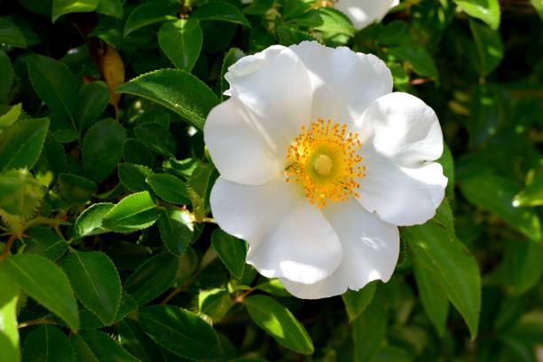 istock Cherokee Rose at garden area 1318443582