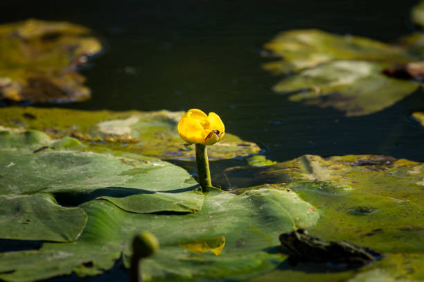 istock A yellow water lily (Nuphar lutea) on a sunny day in spring 1318444910