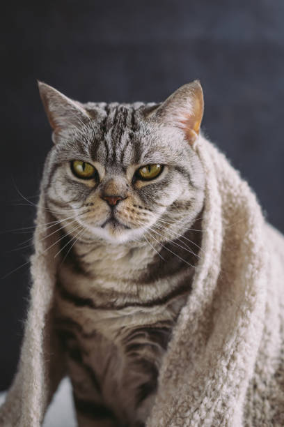 istock Funny cat (Scottish Straight breed) in a warm knitted scarf. 1318445062