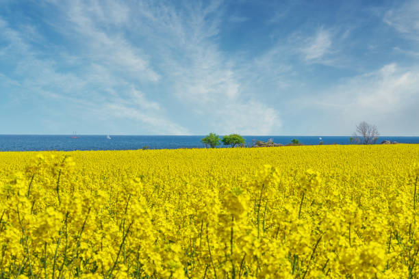 canola field against blue sky and sea