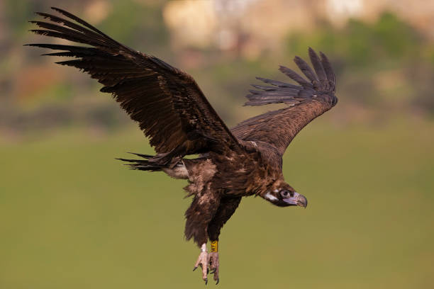 un buitre cineroso (aegypius monachus) en vuelo. - cinereous fotografías e imágenes de stock