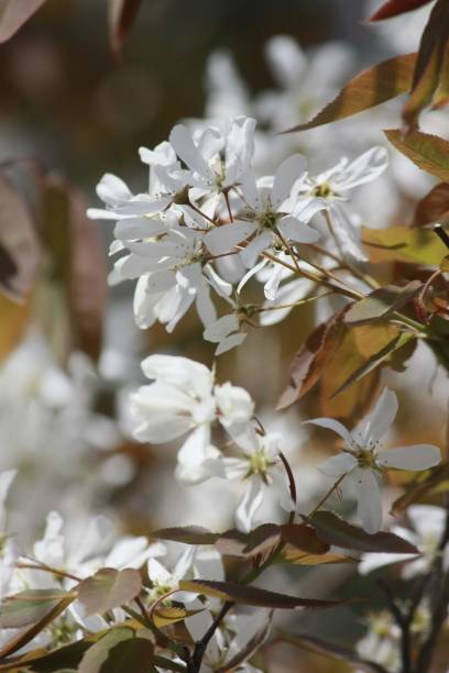 istock Dogwood in bloom 1318448951
