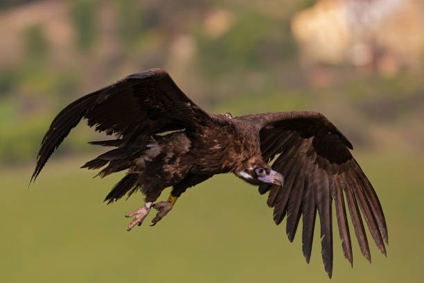 istock A cinereous vulture (Aegypius monachus) in flight. 1318448956