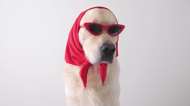 Fashionable dog with funny glasses and a scarf sits on a white background. Golden Retriever in clothes for a style article.