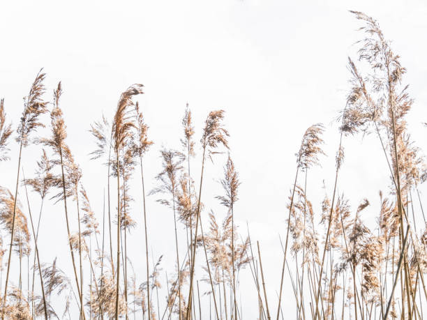 istock Beige dry pampas grass against the blue sky. 1318449310