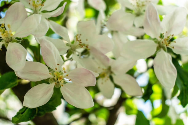 istock Apple blossom in spring on a white background.Background of a blossoming apple tree. 1318449438
