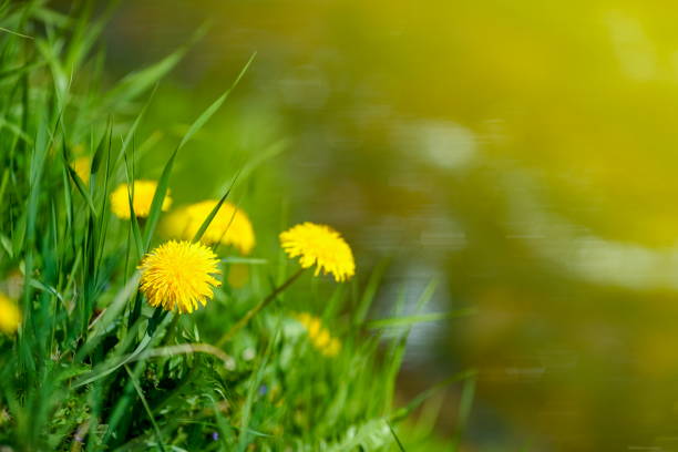 Dandelion field on a sunny meadow.
