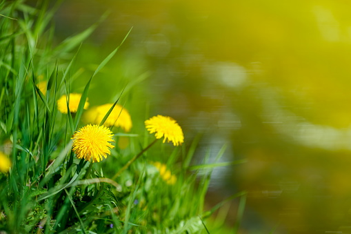 spring summer meadow  - dandelion summer time wallpaper or background, amazing yellow flowers