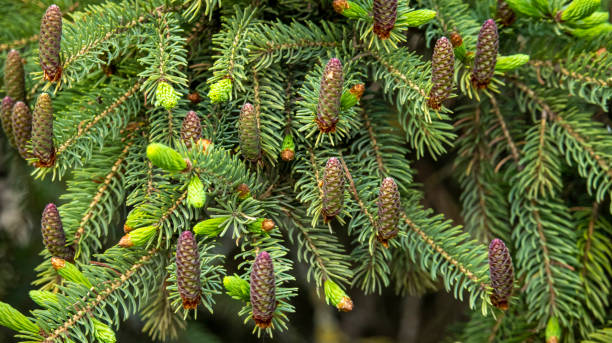 petits cônes d’épinette non mûrs sur un arbre, photographie macro - pine nut tree pine tree pine cone photos et images de collection