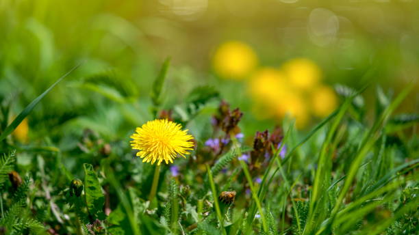istock Yellow dandelion flowers 1318450184