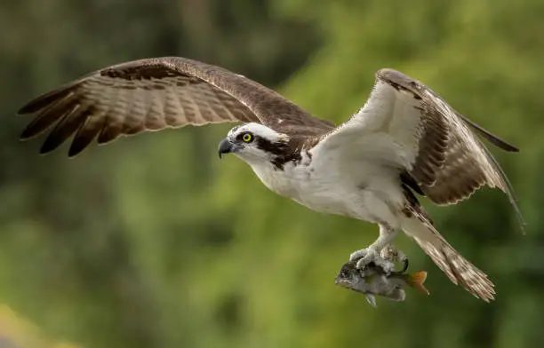 Photo of Osprey