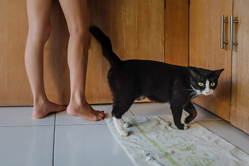 Low angle view shot of a black cat walking beside her pet owner.