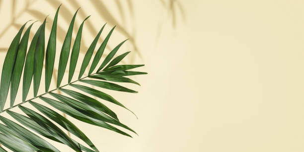 istock Natural green palm leaf with sun shade on light yellow. Summer minimal concept, beautiful daylight 1318451812
