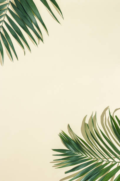 летний минимальный фон с натуральными зелеными пальмовыми листьями с солнечными тенями. пастельные цветные эстетические фото с пальмовым  - palmleaf стоковые фото и изображения