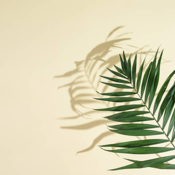 fundo mínimo de verão com folhas de palmeira verde natural com sombras solares. foto estética colorida em pastel com planta de palmeira. - palmleaf - fotografias e filmes do acervo