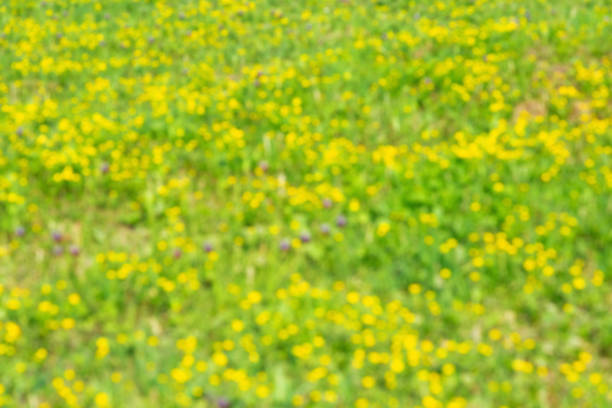 campo de flores silvestres de primavera en la naturaleza como hermoso fondo natural floral borroso. enfoque selectivo, bokeh. - 5908 fotografías e imágenes de stock