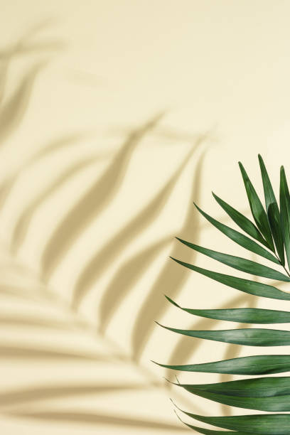 летний минимальный фон с натуральными зелеными пальмовыми листьями с солнечными тенями. пастельные цветные эстетические фото с пальмовым  - palmleaf стоковые фото и изображения