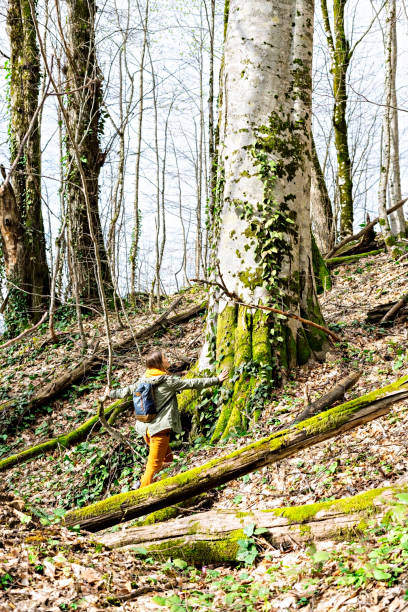 istock Young woman with backpack from behind is touching and looking at huge tree covered with moss in spring forest of the caucasus mountains, real people 1318452133