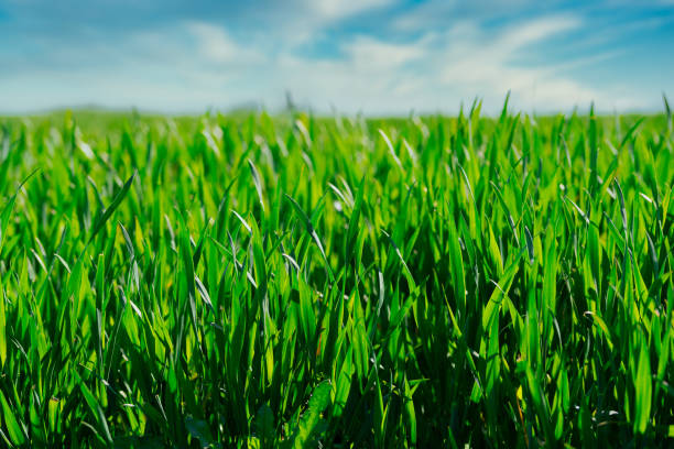 istock lush green crop growing on field against blue sky 1318453933