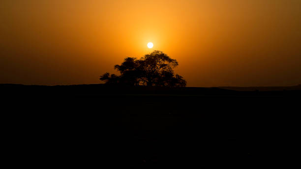 istock Sunset at Tree of Life 1318454285