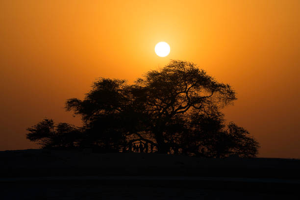 Sunset at Tree of Life