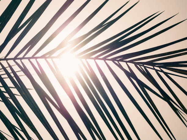 istock Summer background. Palm leaf against the sun 1318455743