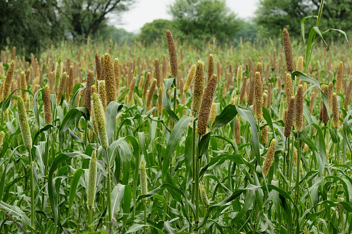 Millet ready to be harvested.