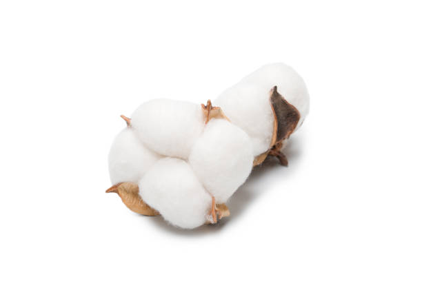 istock Cotton flower branch isolated on white background. 1318456814