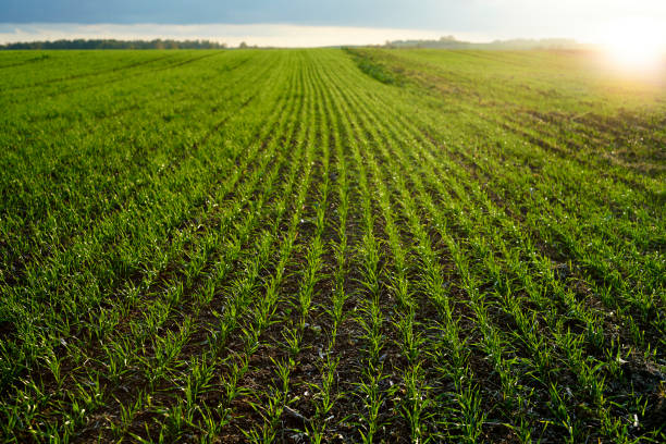 istock Fields of green. Selective focus on growing sprouts in sunset background. 1318457773