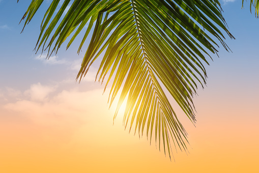 Close up of green coconut palm leaf in front of colorful blue and orange sunny sky. Tropical palm tree in Tahiti, French Polynesia.