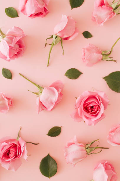 istock A pattern of pink roses spontaneously arranged with a green rose leaf on a pink background. Summer spring flowers concept of monochromatic colors 1318463995