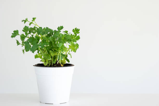 Fresh green potted parsley front view close up studio shot isolated on white.