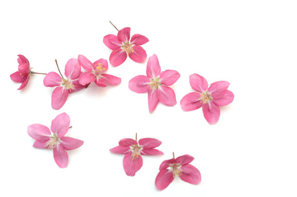 istock Set of blooming cherry flowers on white 1318469517