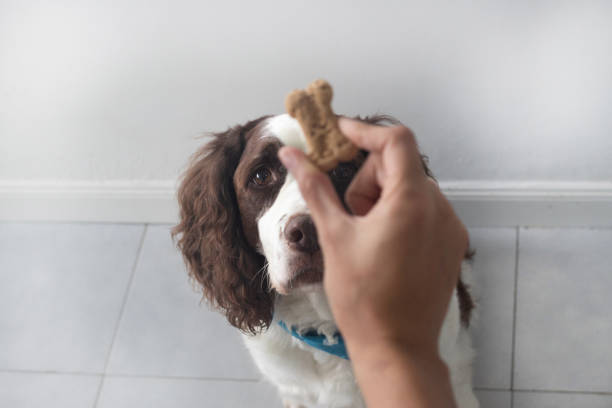 senior dog waiting for a cookie reward after taking his pills. a day in home of a senior dog - springer spaniel dog pets animal imagens e fotografias de stock