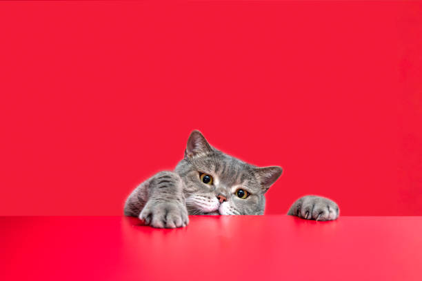 istock British shorthair obese cat reaching on the table 1318472147