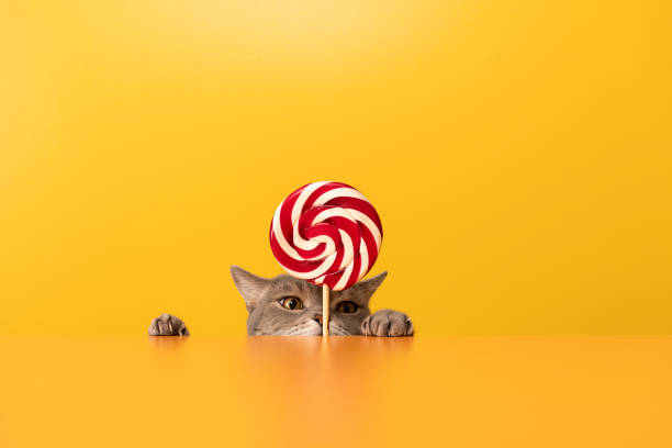 istock British shorthair cat on red desk 1318472148